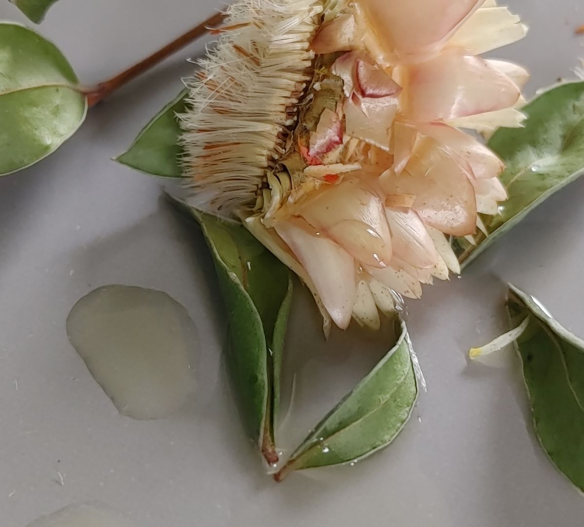 "Clearing" Face Oil.