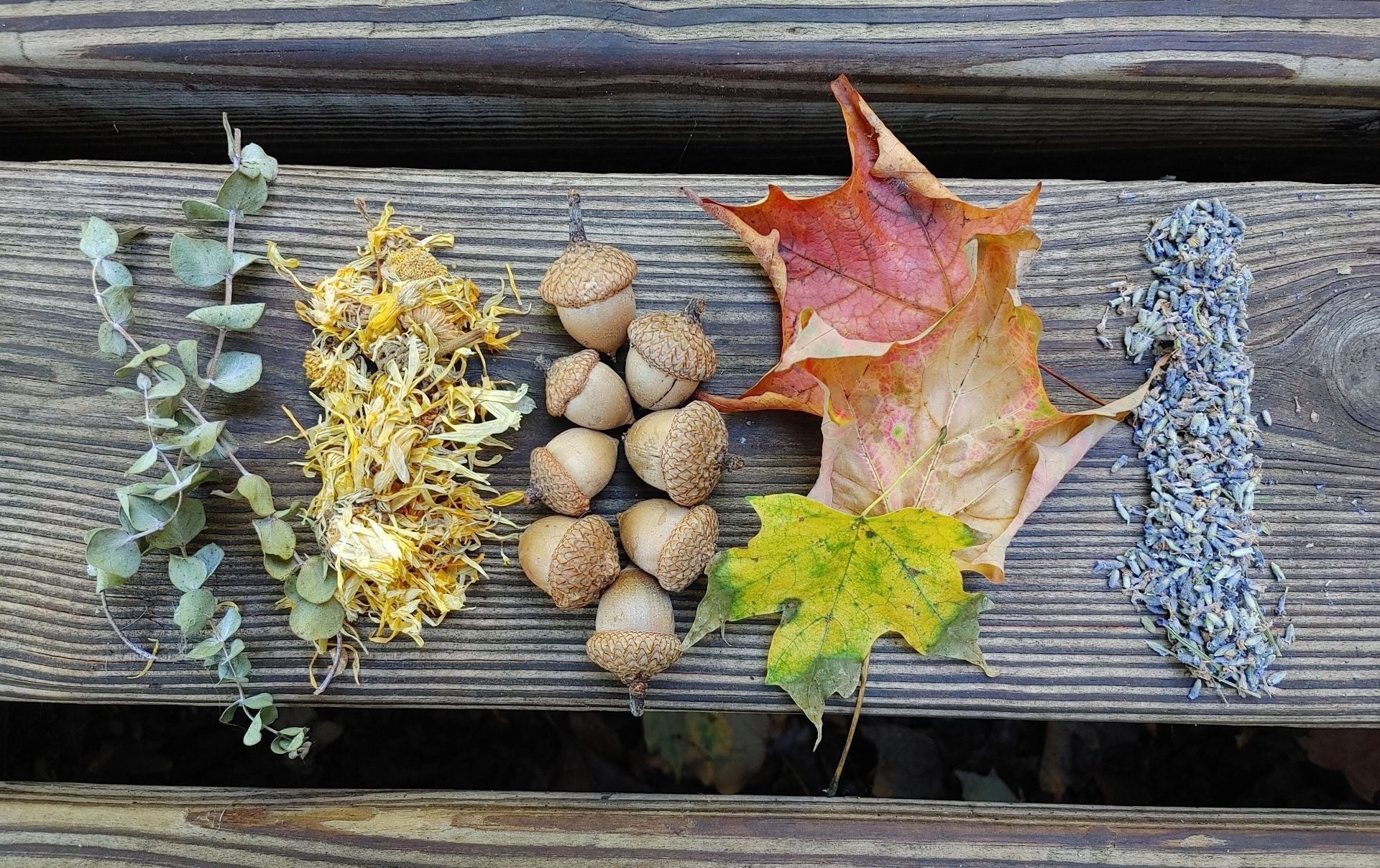 An autumn-themed flat lay featuring dried botanicals and natural elements arranged on a weathered wooden plank: a sprig of eucalyptus, yellow dried flowers, a cluster of acorns, a large red-orange maple leaf, a green-yellow maple leaf, and a pile of lavender buds.